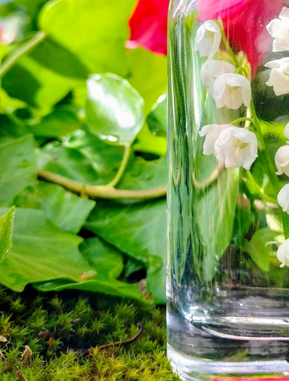 Muguet captif , Azalée du Japon mêlé de Lierre et tapis de mousse sauvage – Convallaria majallis - Rhododendron obtusum ‘Flamingo’ - Hedera helix – Bryophyte.